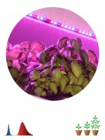 ЭРА Светодиодная лента для растений ЭРА FITO-Strip Light-RB-2m красно-синего спектра, 2 м, IP65 Б0057282 фото
